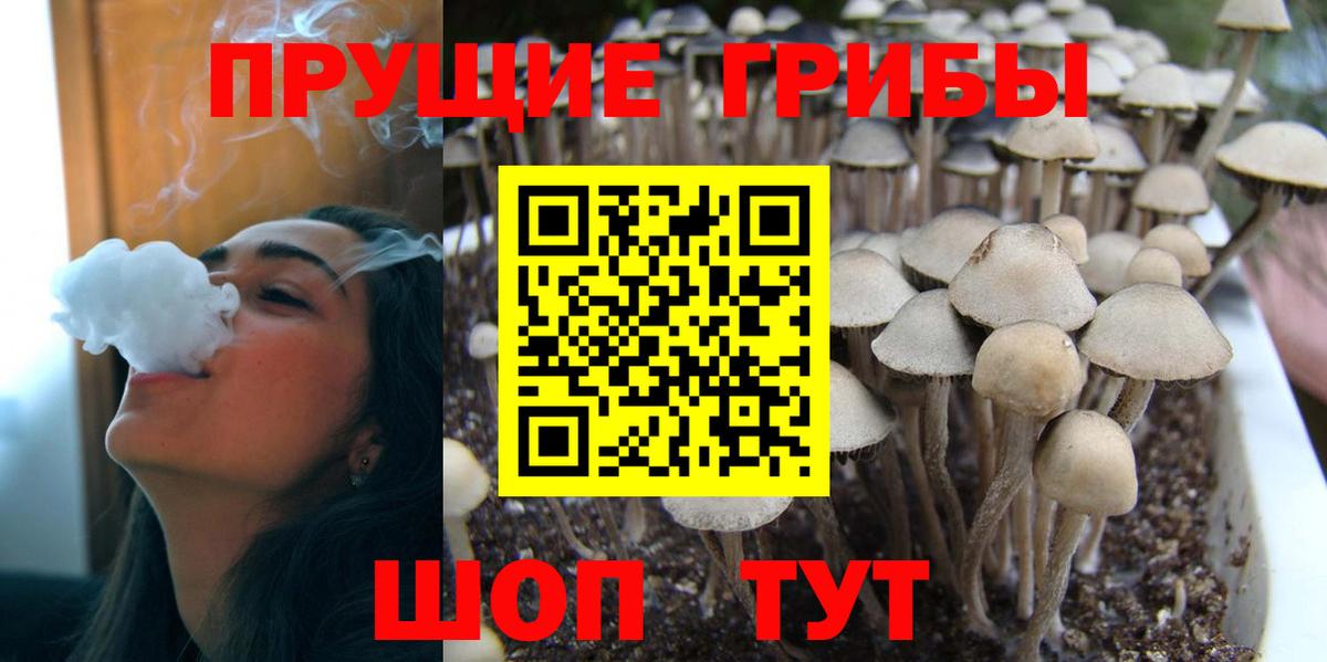 Галлюциногенные грибы Cubensis Пенза
